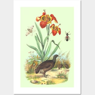 Wildlife Tropical Illustration Posters and Art